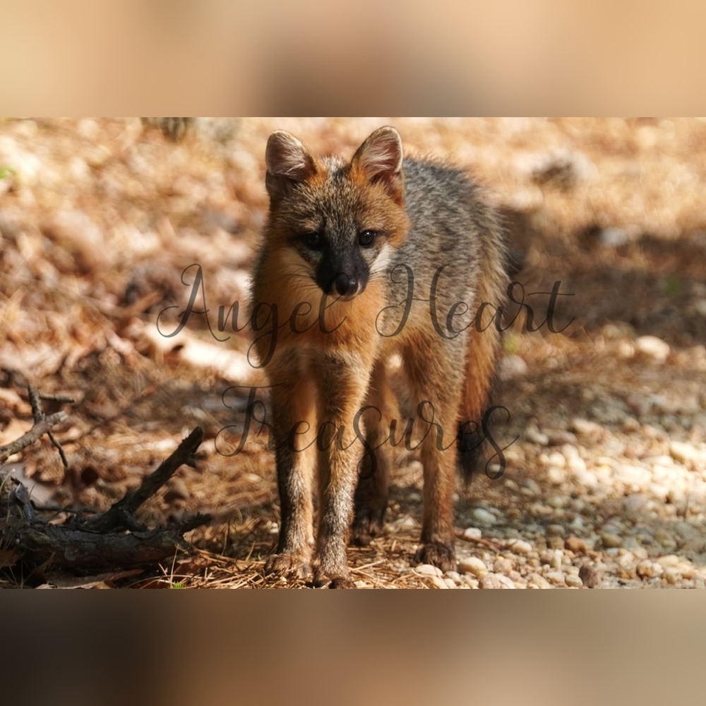 12x18 Original Nature Photography Of Curious Gray Fox Kit Photo Print